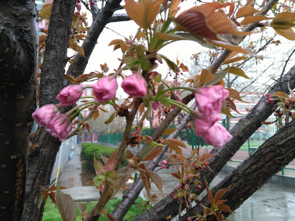 樱花烂漫