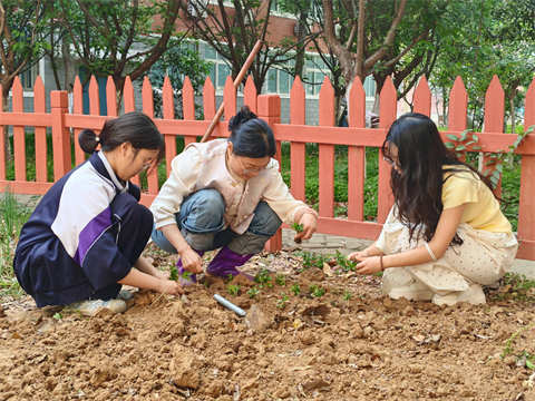 校园绿意探科学 芳草萋萋蕴新知 ——平顶山市二高省级生物学科基地开展薄荷种植实验